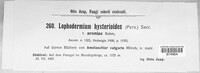 Lophodermium hysterioides image